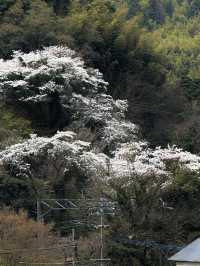 🌸福岡櫻花實拍 | 櫻井神社的春日驚喜🌸