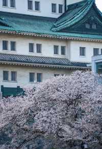 名古屋萬怡實測，櫻花季住這裡閉眼衝不踩雷