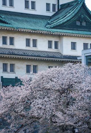 Nagoya Courtyard Hotel Review: Perfect Cherry Blossom Season Stay, Won't Disappoint! 