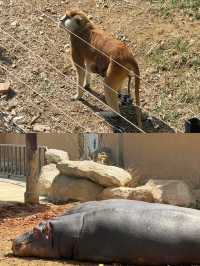 你以為只是看動物？大連森林動物園還能這樣玩？