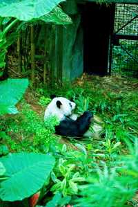 新加坡動物園會懲罰每一個唔做攻略嘅人