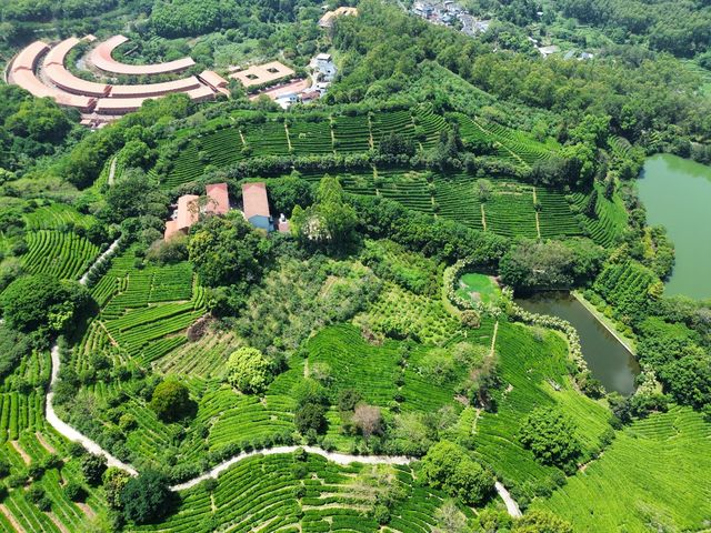 雁南飛茶田景區