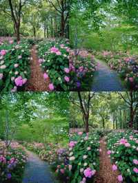 情侶約會擁抱花與海濱江森林公園