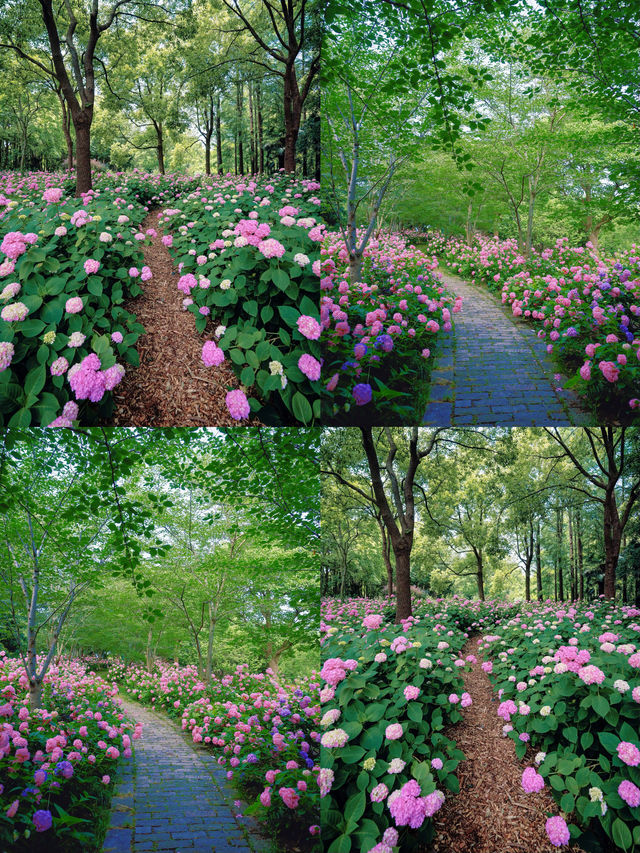 情侶約會擁抱花與海濱江森林公園