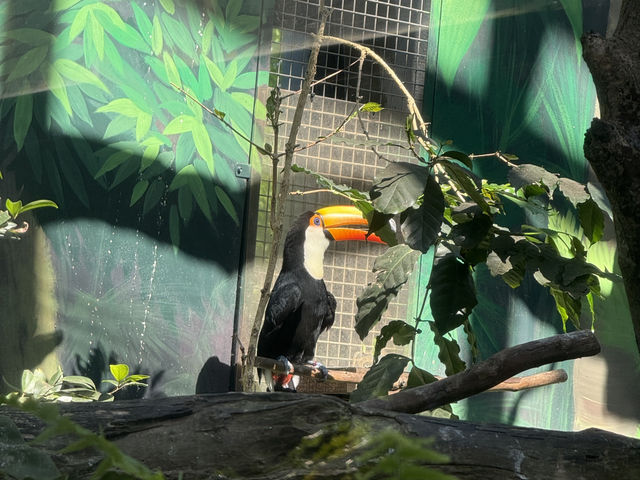 Budget Friendly Pandas At Taipei Zoo! Fun For All The Family 