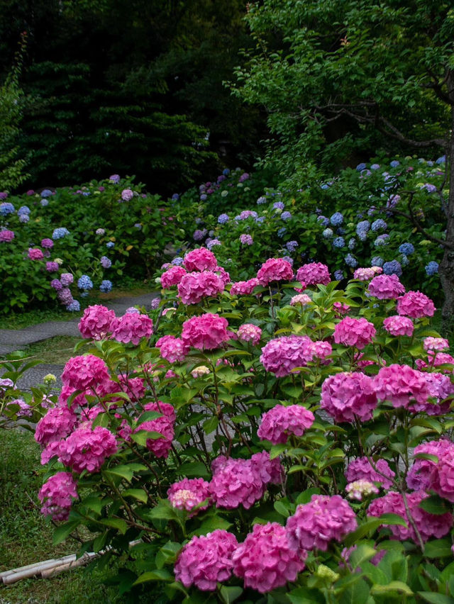京都智積院 | 繡球花的禪意之美