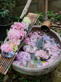 🌸孝泉延祚寺｜邂逅繡球花海與靈鹿的浪漫傳奇🌸