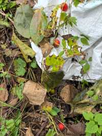 《山靄深處：與簷角苔衣的千年私語》