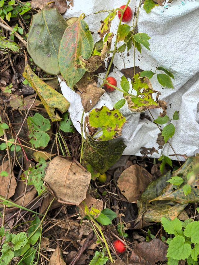 《山靄深處：與簷角苔衣的千年私語》