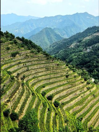 Huizhou Tianlu - I found the same bamboo sea secret spot as in "Crouching Tiger, Hidden Dragon" 