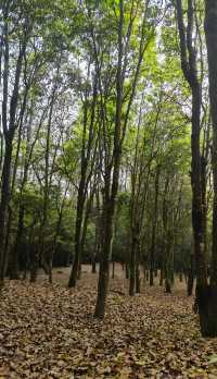 漳州貢鴨山森林公園：徒步探尋自然秘境