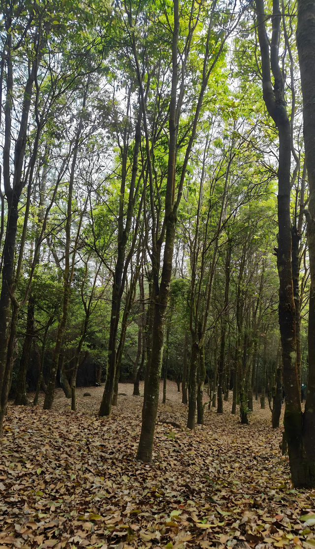 漳州貢鴨山森林公園：徒步探尋自然秘境
