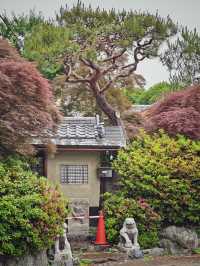京都嵐月：住進十年前的嵐山雨夜  
早早離開大阪，昨日落雨，於是取消咗奈良之行，同第一次嚟京都一樣，