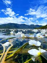 瀘沽湖實況｜本地人私藏嘅莫奈花園