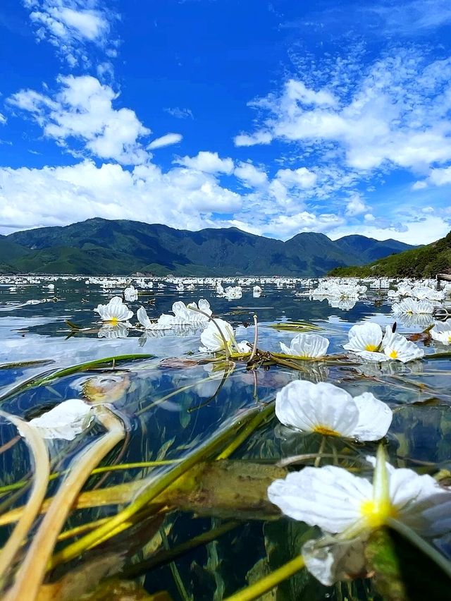 瀘沽湖實況｜本地人私藏嘅莫奈花園