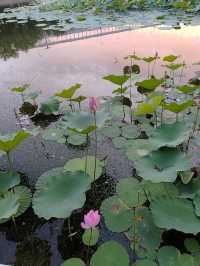 閒遊板橋坊河之三湖公園