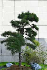 湖光潋滟，風雅自來。