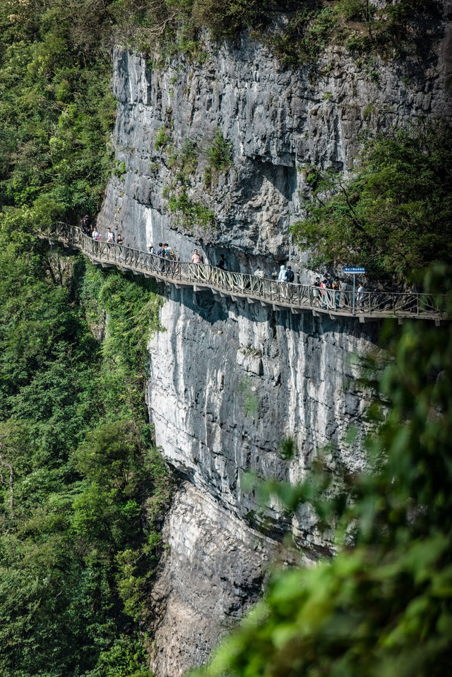 重慶金佛山 打卡18℃的夏天