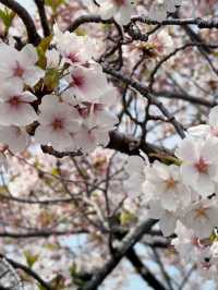 東京｜隅田川櫻花｜穿越江戶與現代的春日詩畫