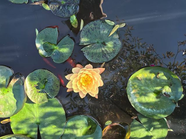 在芙蓉鎮的懸園民宿，感受湘西的詩意