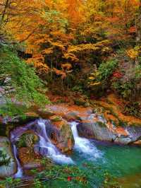 光霧山紅葉期告急
