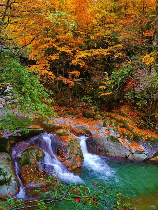 光霧山紅葉期告急