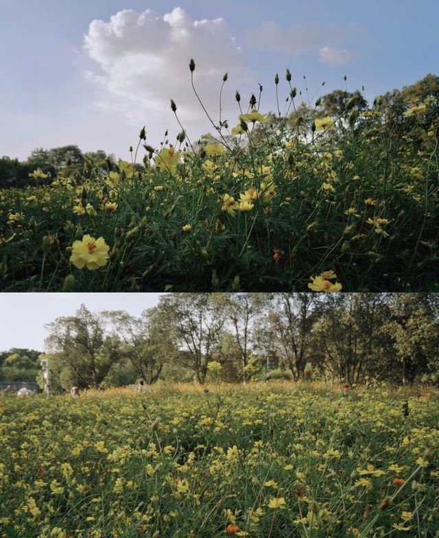 格桑花，高原的生命禮讚