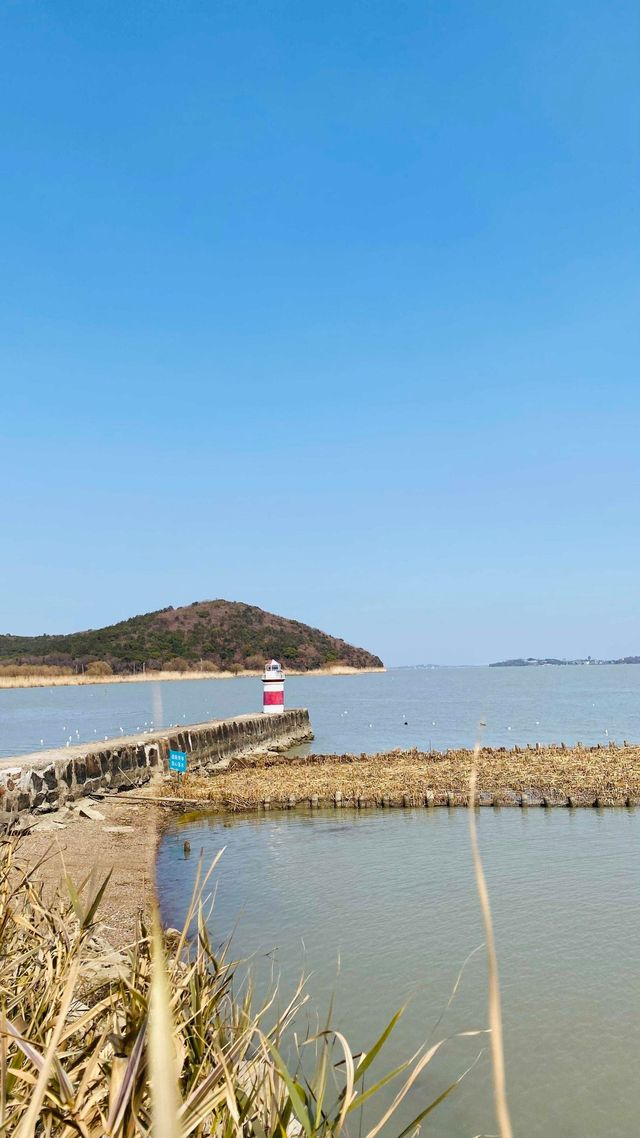 夕陽下與海鷗共舞