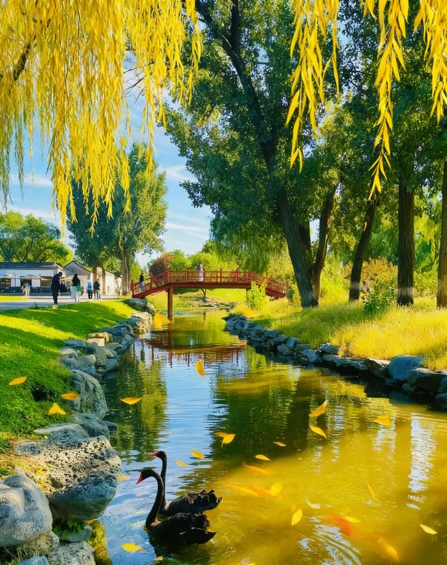圓明園花海暴擊！一不小心闖進莫奈油畫世界