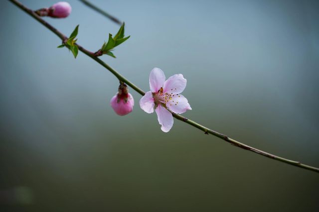 蘇州濕地漫遊記
