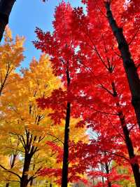 日本私藏紅葉秘境！這些小眾地美到犯規