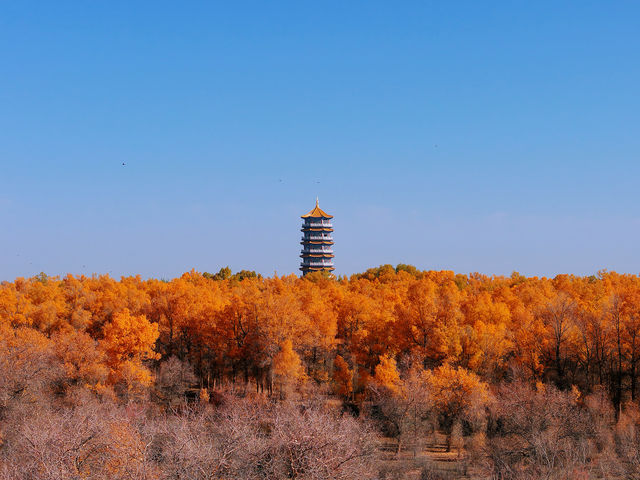 金塔胡楊林保姆級攻略25天金黃秘境別跑空! 金塔胡楊林保姆級攻略25天金黃秘境別跑空!