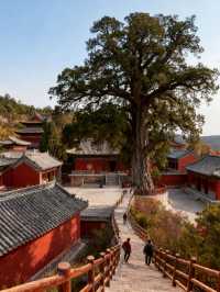 平頂山4日遊 | 堯山與中原大佛經典組合・全人群適配攻略