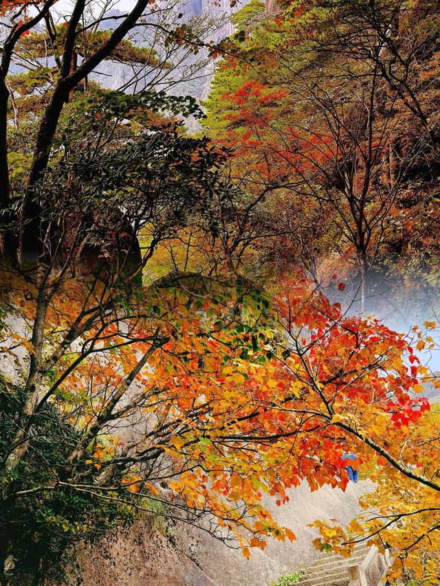 秋日黃山！10-11月衝就對了，錯過再等1年