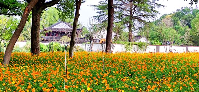 鮮花盛開虎丘七狸香