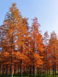 鄭州北龍湖紅杉樹美哭了|又是一年橙黃橘綠時