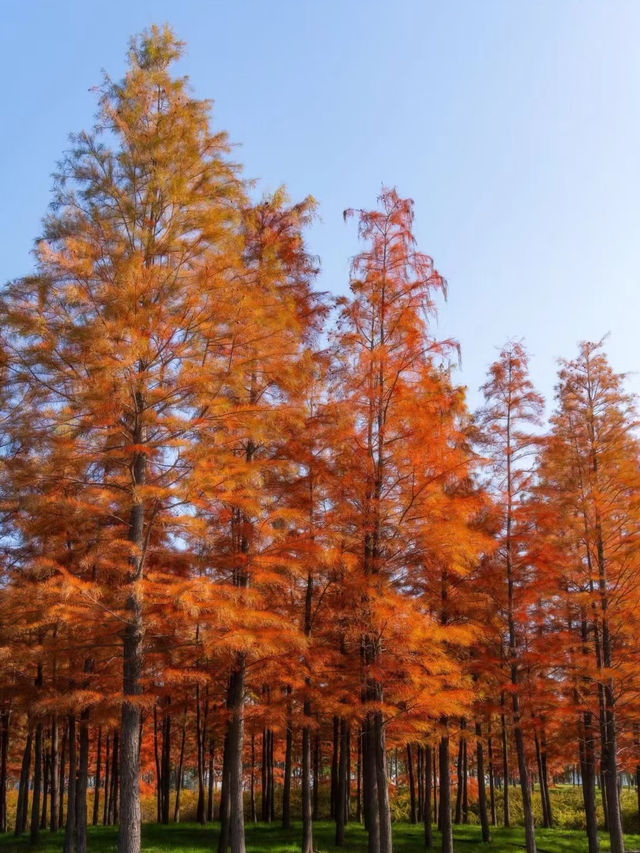 鄭州北龍湖紅杉樹美哭了|又是一年橙黃橘綠時