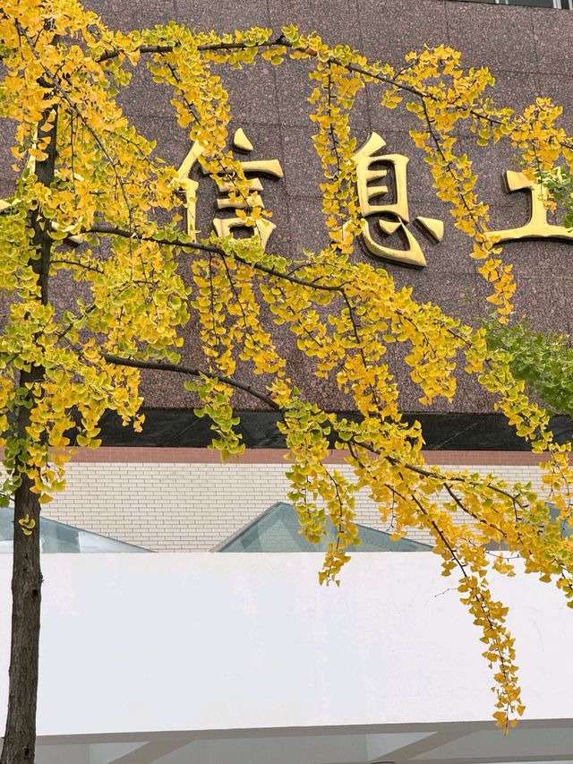 西安銀杏季限時美景
