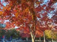 紅葉晚蕭蕭