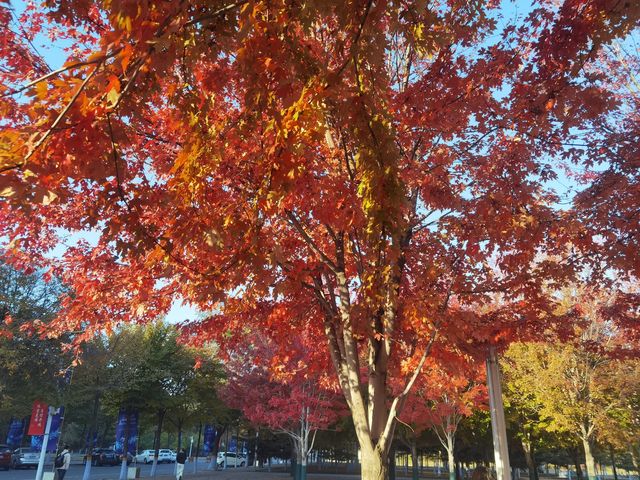 紅葉晚蕭蕭 紅葉晚蕭蕭