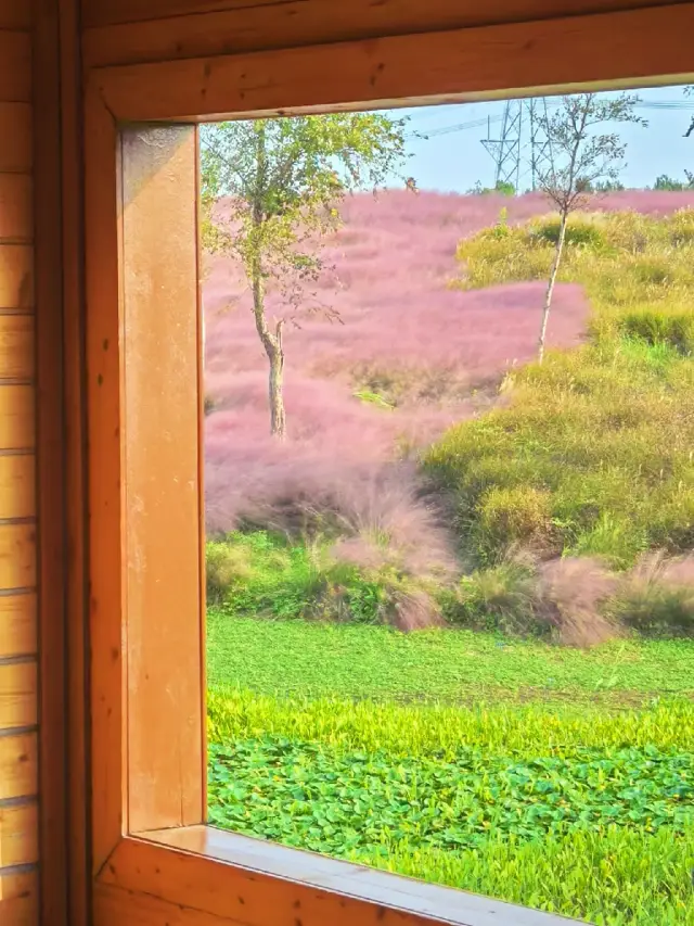 Viewing Pink Muhly Grass in Binjiang Forest Park in Autumn, Lazy Efficient Version