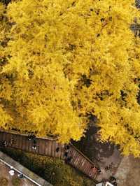 誰懂啊！秋天的都江堰藏著 “金色徒步道”