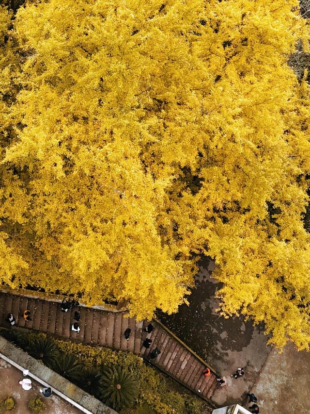 誰懂啊！秋天的都江堰藏著 “金色徒步道”