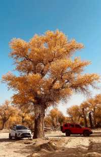 新疆胡楊林秘境解鎖