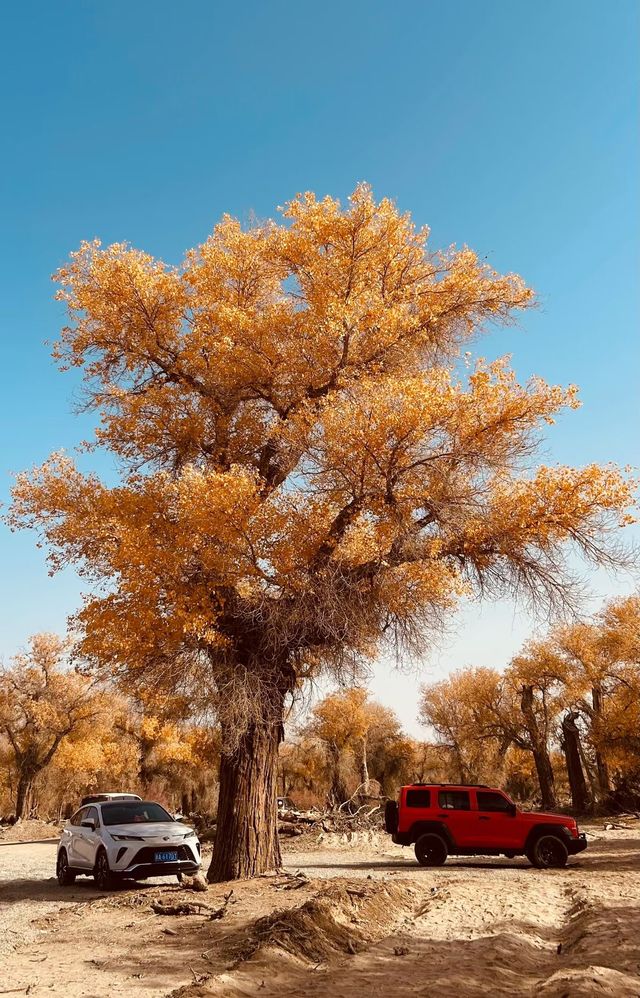 新疆胡楊林秘境解鎖 新疆胡楊林秘境解鎖