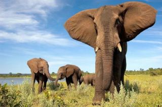 A magical pre-pandemic journey encountering African elephants in Botswana's Okavango
