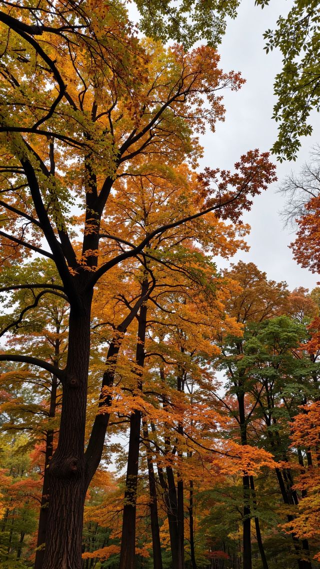 被上帝私藏的調色盤！雲平山秋日秘境遊記