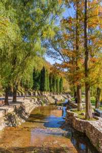 王屋山銀杏攻略|邂逅千年樹冠下的金色秋天