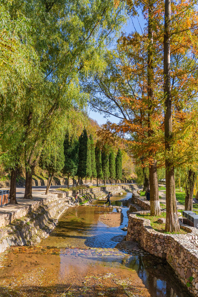 王屋山銀杏攻略|邂逅千年樹冠下的金色秋天 王屋山銀杏攻略|邂逅千年樹冠下的金色秋天