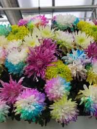 秋日賞菊絕佳地